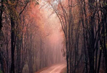 角田裕毅取代劳森加入红牛车队 上阵日本F1大奖赛.